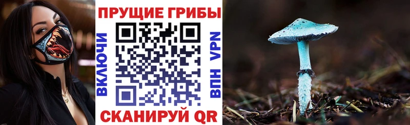 Галлюциногенные грибы Psilocybe  где купить   Валдай 